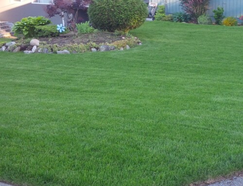 Lawn Maintenance Guide: Tips for a Perfect Yard All Year Round