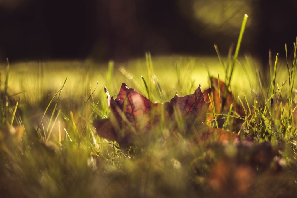 turf grass