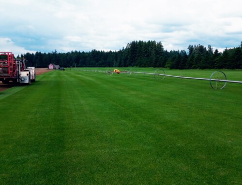 Behind the Scenes: Ensuring Quality Sod at Western Turf Farms
