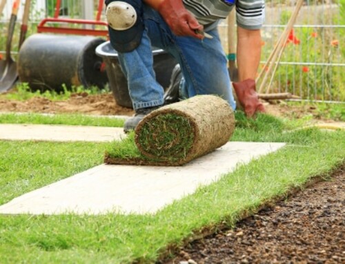 The Importance of Professional Sod Installation