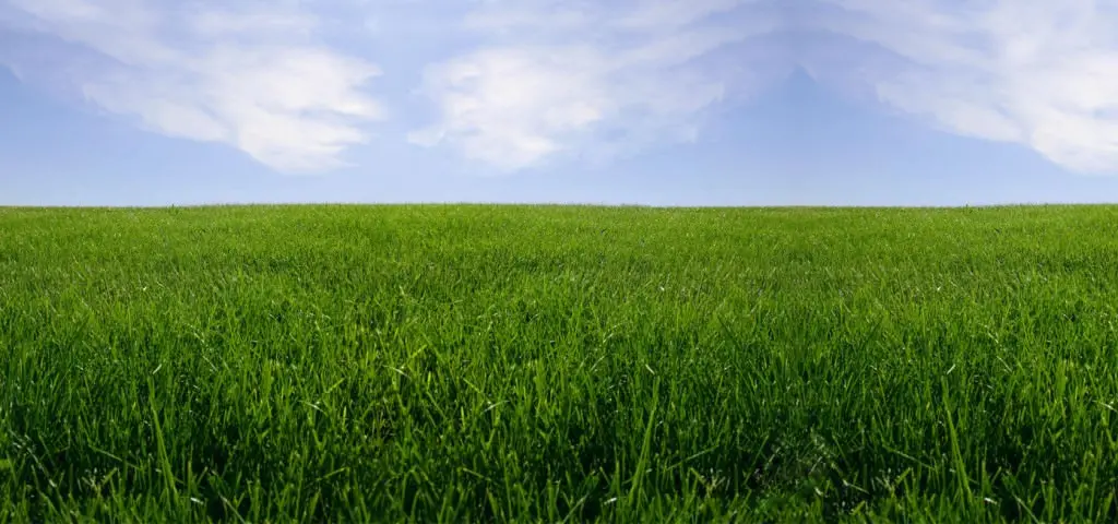 organic sod - beautiful green grass