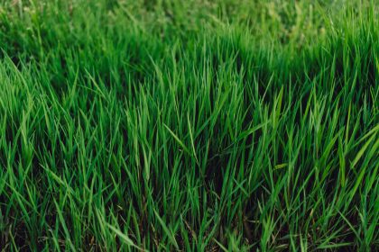 Perennial Ryegrass Perennial Ryegrass