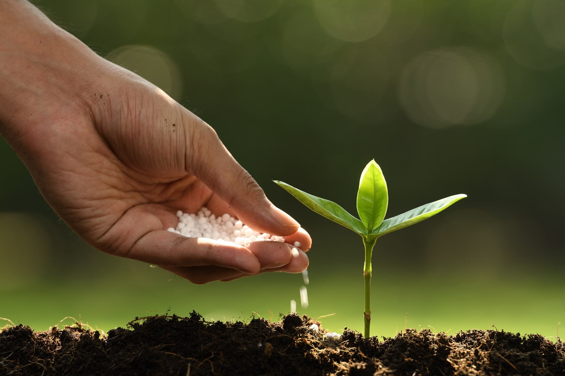 fertilizer
