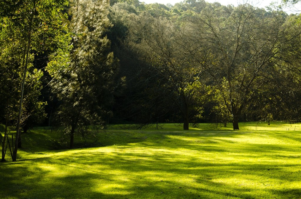 shady lawn