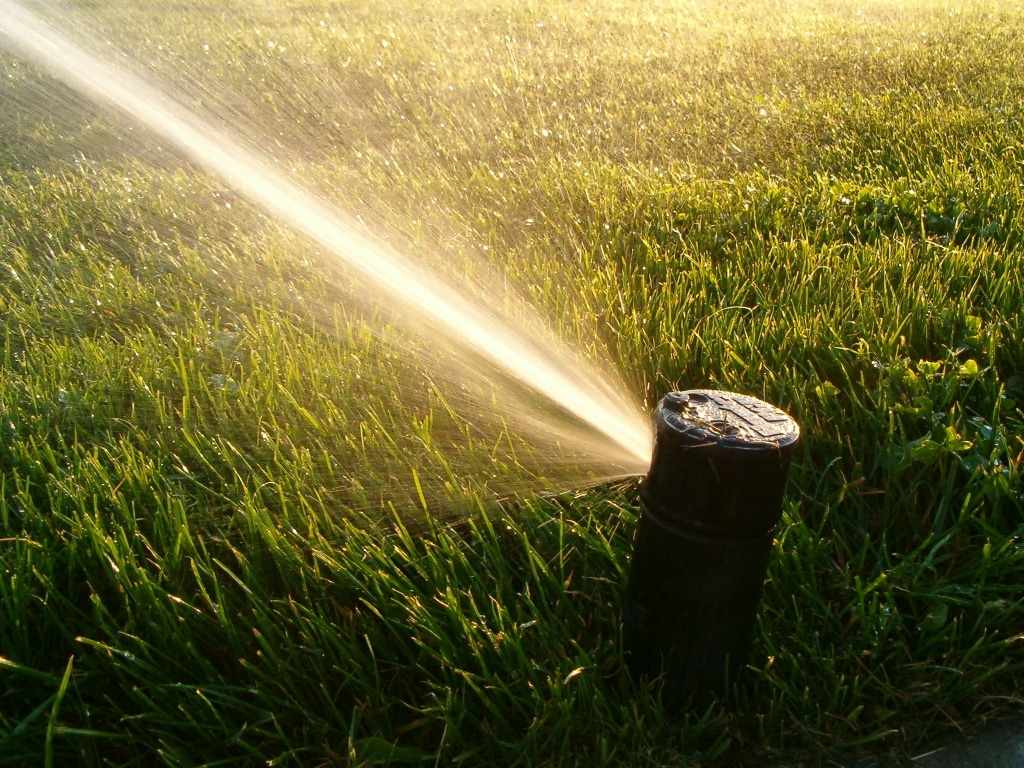 turf grass