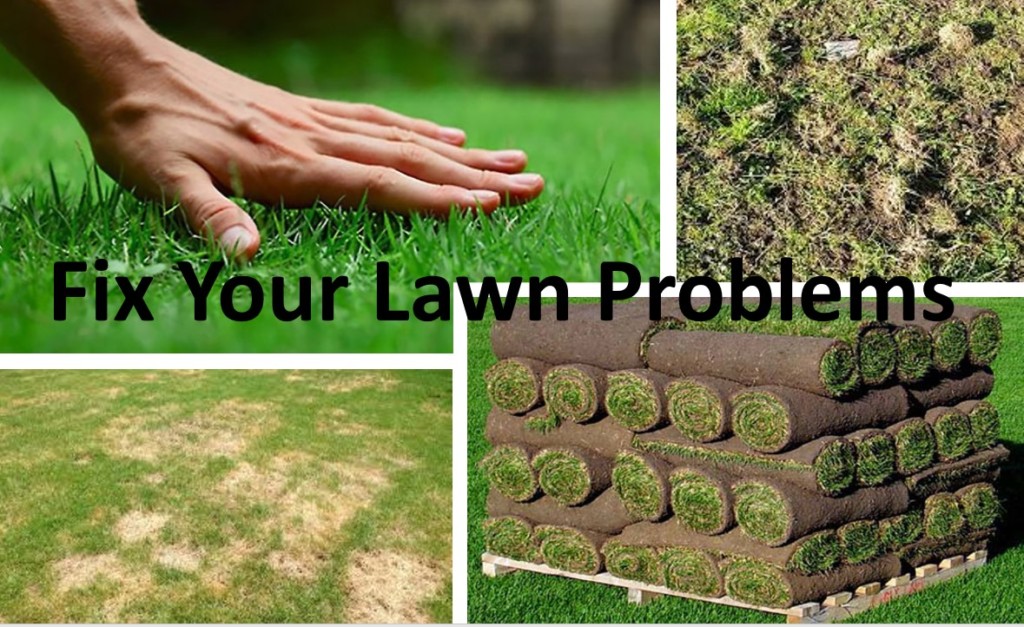 fix your lawn problems