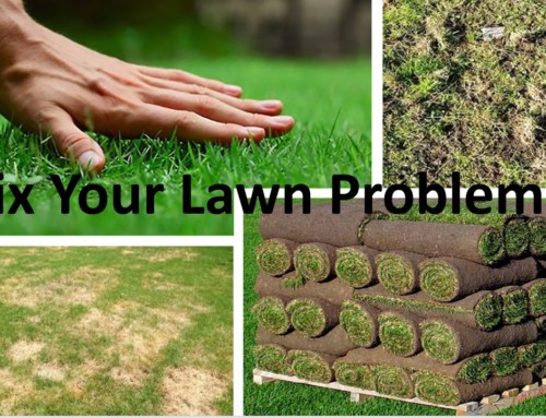 Let Us Fix Your Lawn Problems
