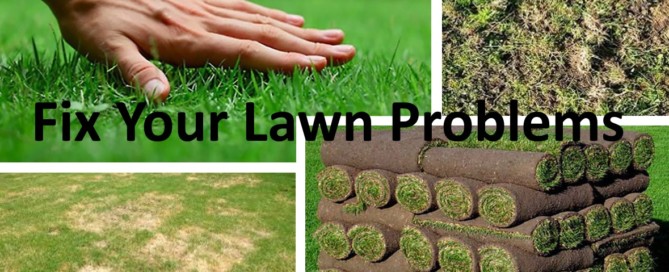 fix your lawn problems