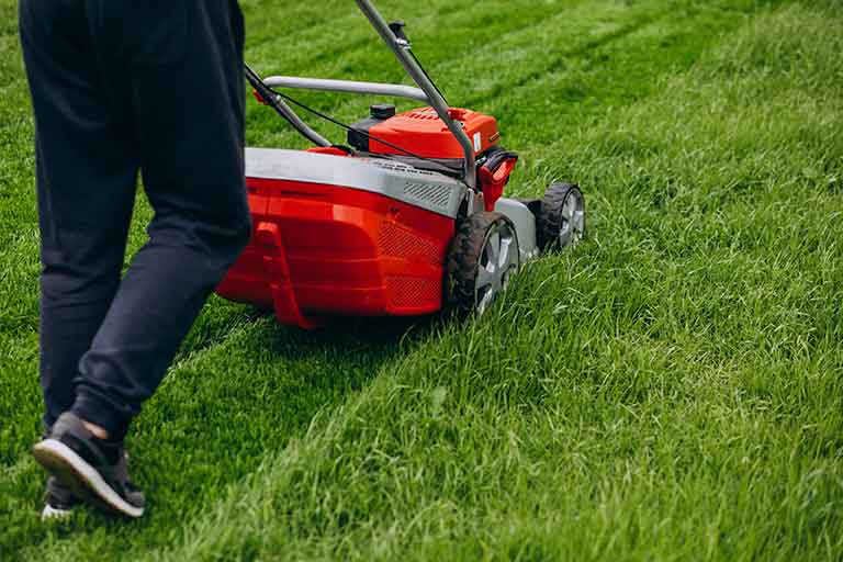 Expert Lawn Care Tips BC