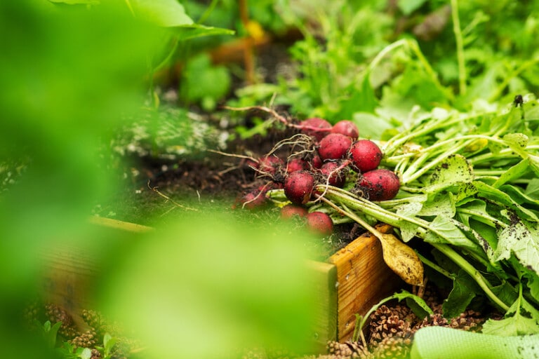 garden soil