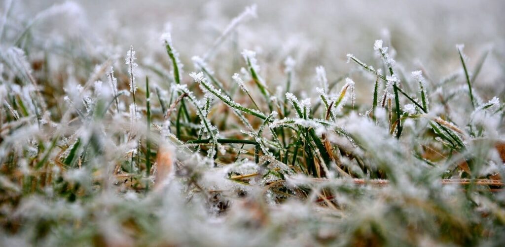 Winter Kill Blog 1
