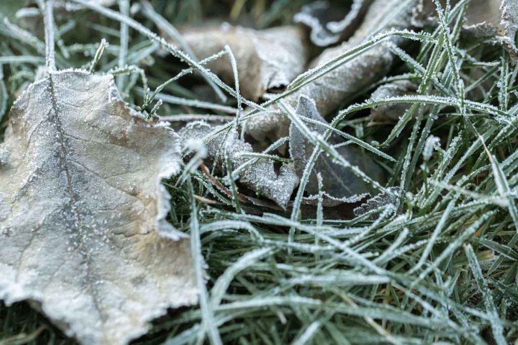 Winter lawn care tips in BC