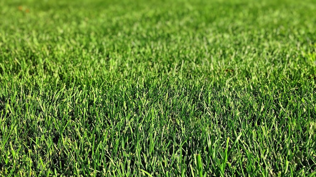 Lush, healthy grass