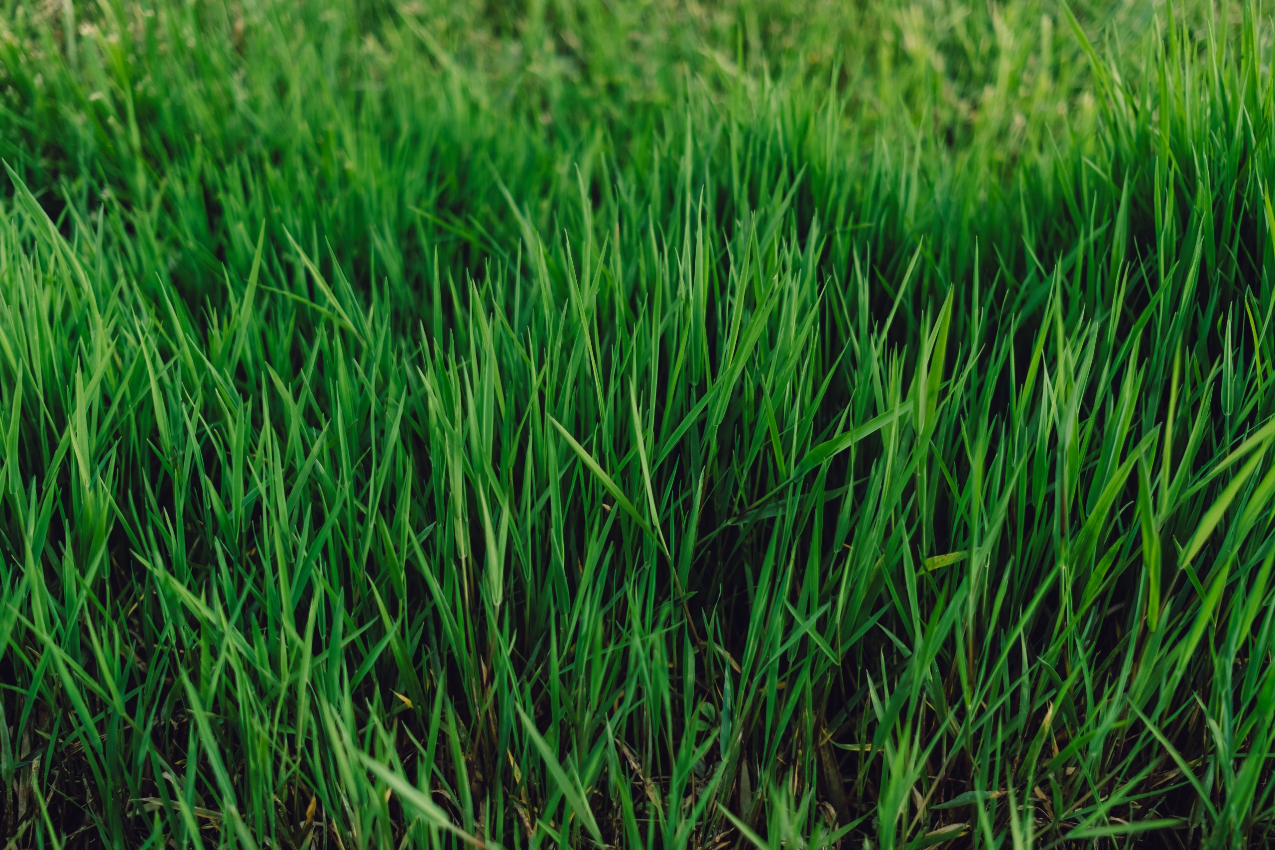 Perennial Ryegrass