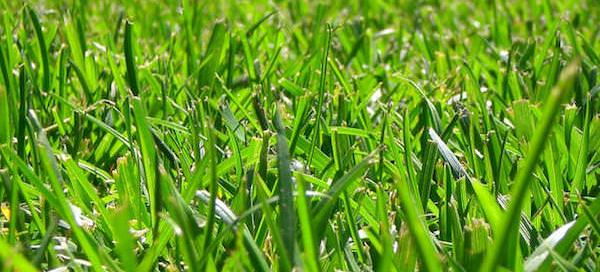 green grass - installing new sod