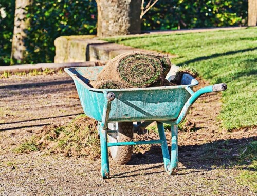 How to Remove Old Grass and Lay New Sod: A Step-by-Step Guide