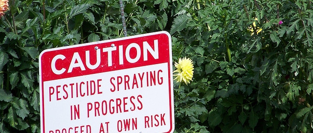 avoiding pesticides with your new lawn