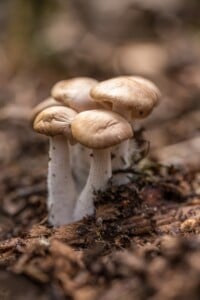 mushrooms