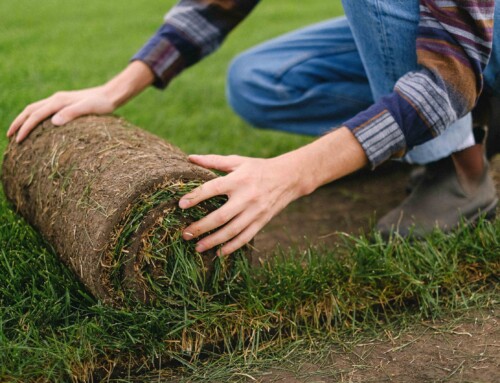 What Is the Best Time to Lay Sod ?