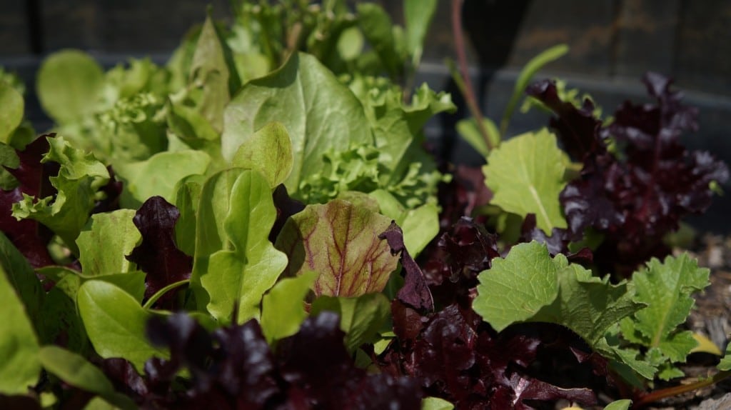 vegetable garden