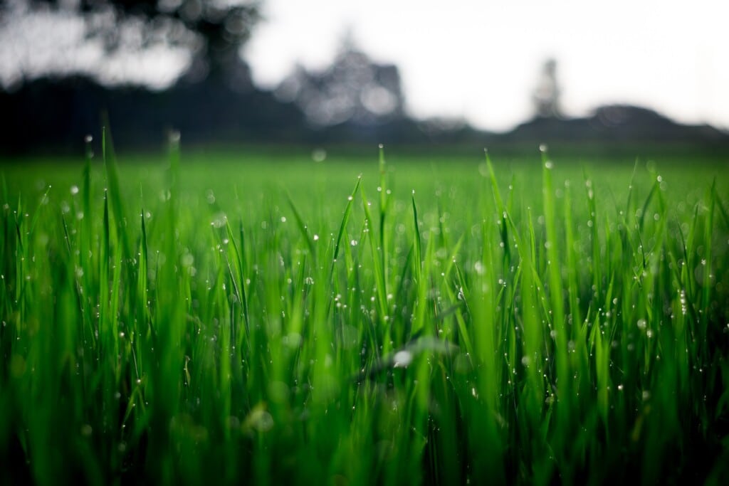sod for okanagan bc