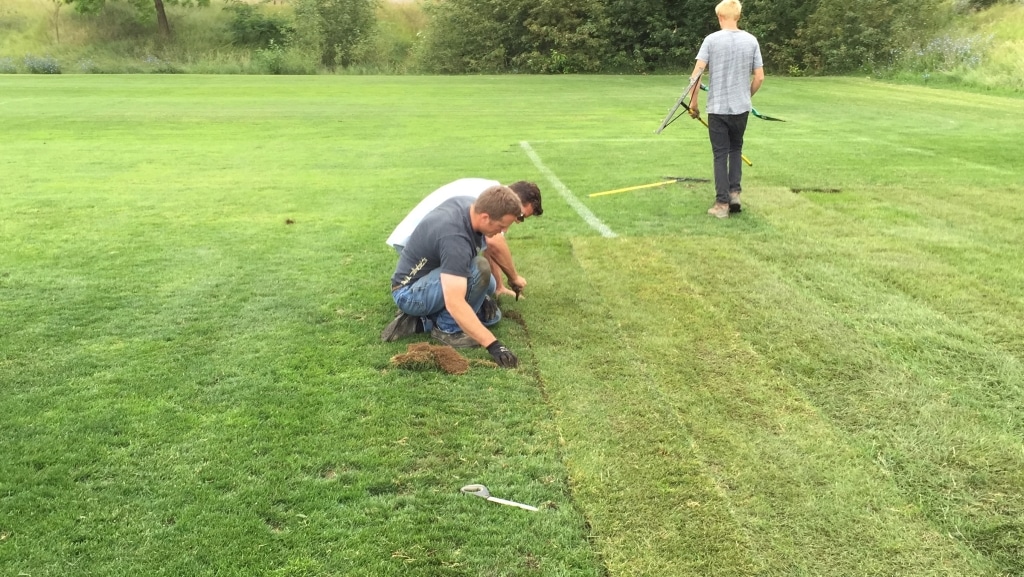 thick sod for public spaces in Alberta
