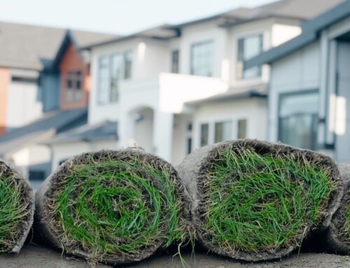 The Ultimate Guide to Choosing the Best Residential Turf