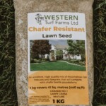 chafer resistant sod lawn seeds